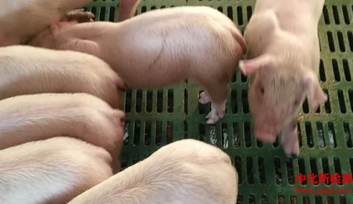 实验猪动物模型构建实验