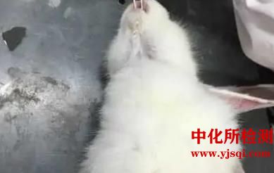 脂肪肝动物模型实验