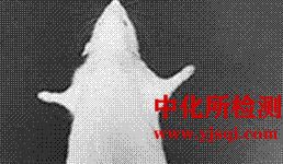 妊娠高血压综合征模型测定