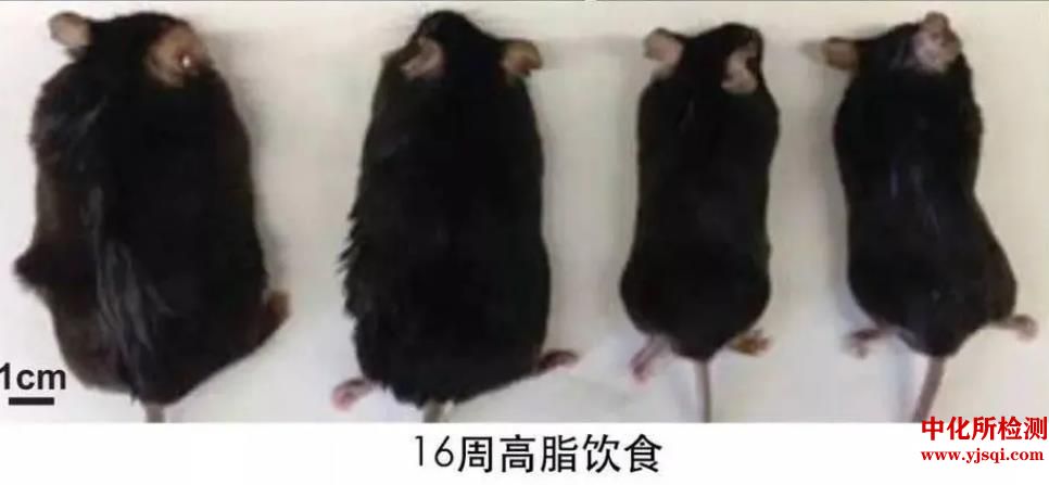 高脂饮食诱导高血脂模型检测