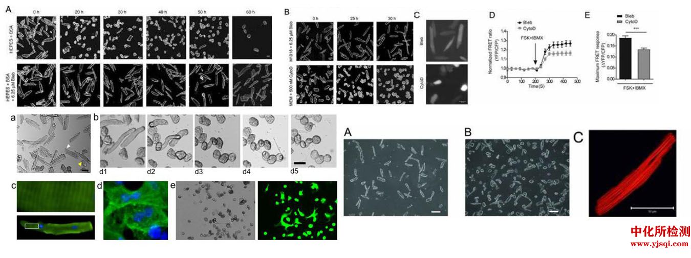 大鼠心肌细胞分离培养实验