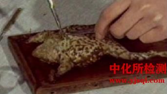 蟾蜍心脏期前收缩与代偿间歇实验