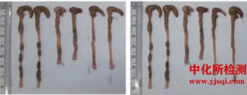 小鼠结肠模型实验