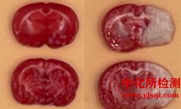 大鼠慢性肾衰模型实验