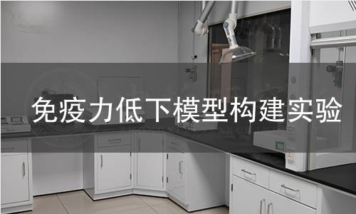 免疫力低下模型构建实验