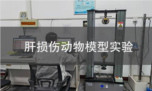 肝损伤动物模型实验